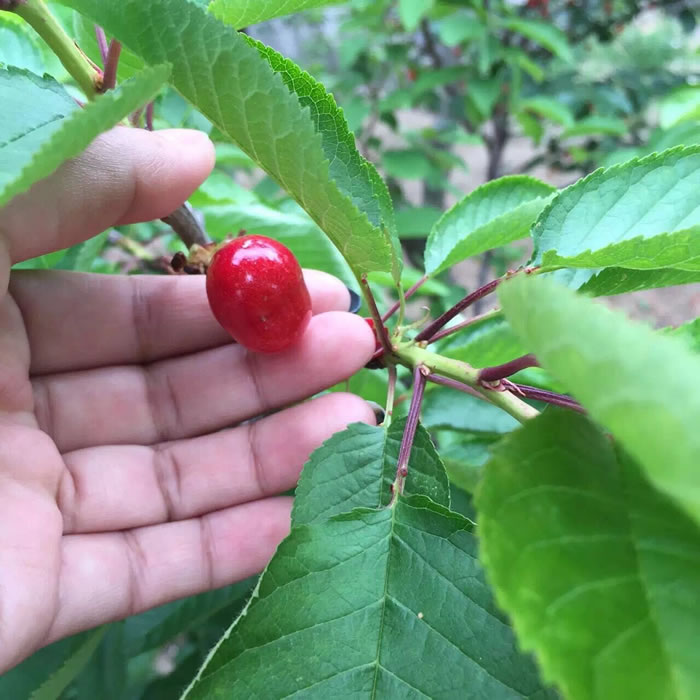 客户使用效果